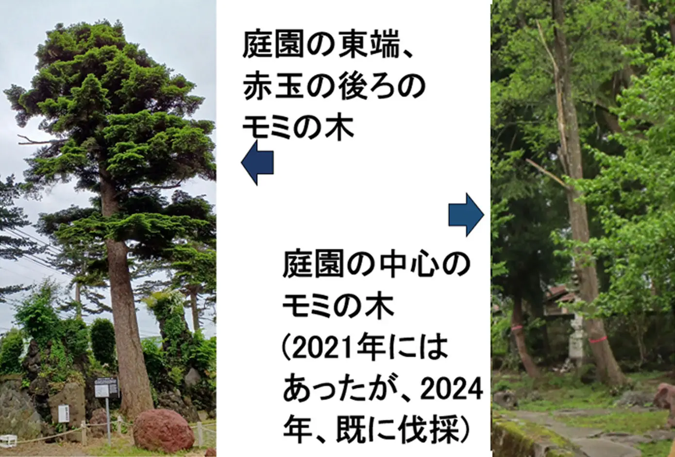 モミの木の解説図