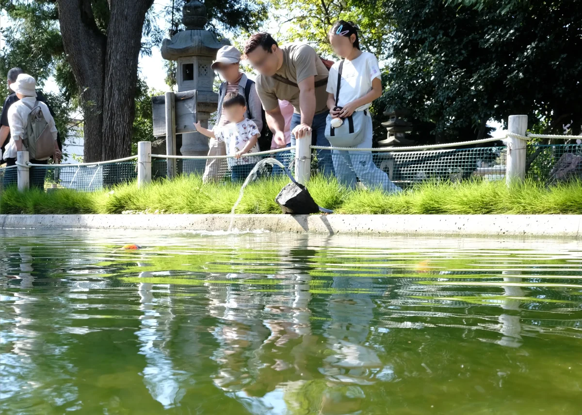 庭園の池を泳ぐ錦鯉